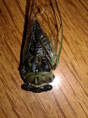 Neotibicen