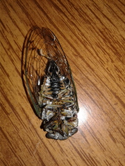 Neotibicen