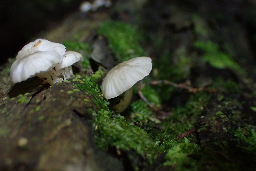Roridomyces austrororidus