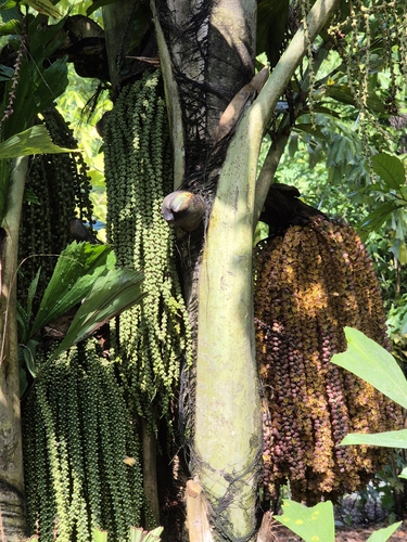 Caryota mitis