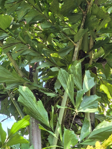 Caryota mitis