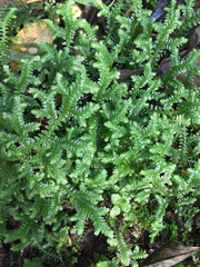 Selaginella