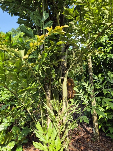 Caryota mitis