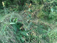 Hypericum ascyron gebleri