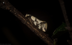 Coesyra hemiphragma