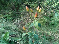 Hypericum ascyron gebleri