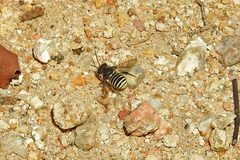 Pseudoanthidium repetitum