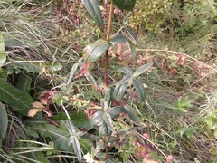 Hypericum ascyron gebleri