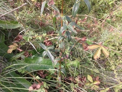 Hypericum ascyron gebleri