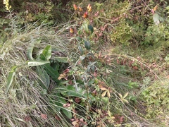 Hypericum ascyron gebleri