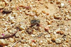 Pseudoanthidium repetitum