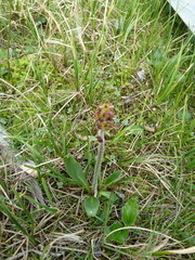 Micranthes hieraciifolia