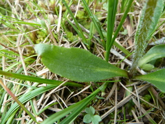 Micranthes hieraciifolia