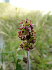 Micranthes hieraciifolia