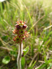 Micranthes hieraciifolia