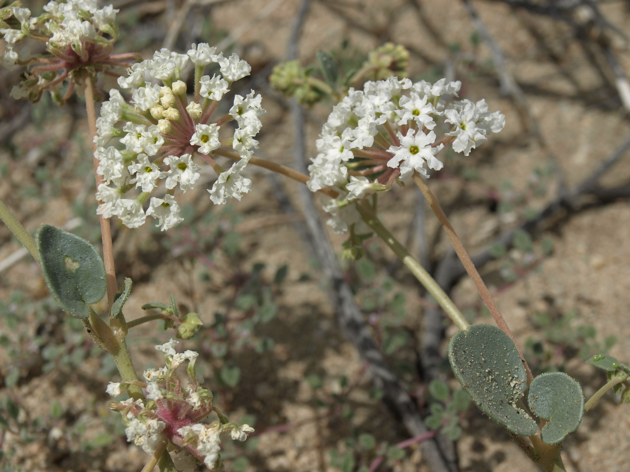 Abronia turbinata