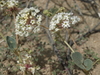 Transmontane Sand-Verbena - Photo (c) Jim Morefield, some rights reserved (CC BY)