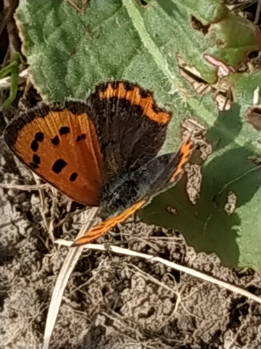 Lycaena phlaeas