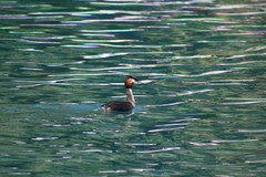 Podiceps cristatus australis