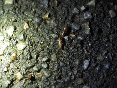 Black-winged Subterranean Termite photo 6