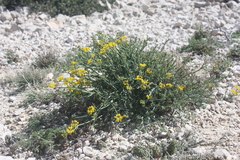 Coronilla
