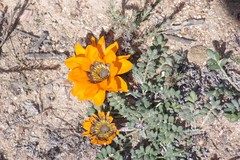 Gazania leiopoda