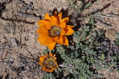 Gazania leiopoda