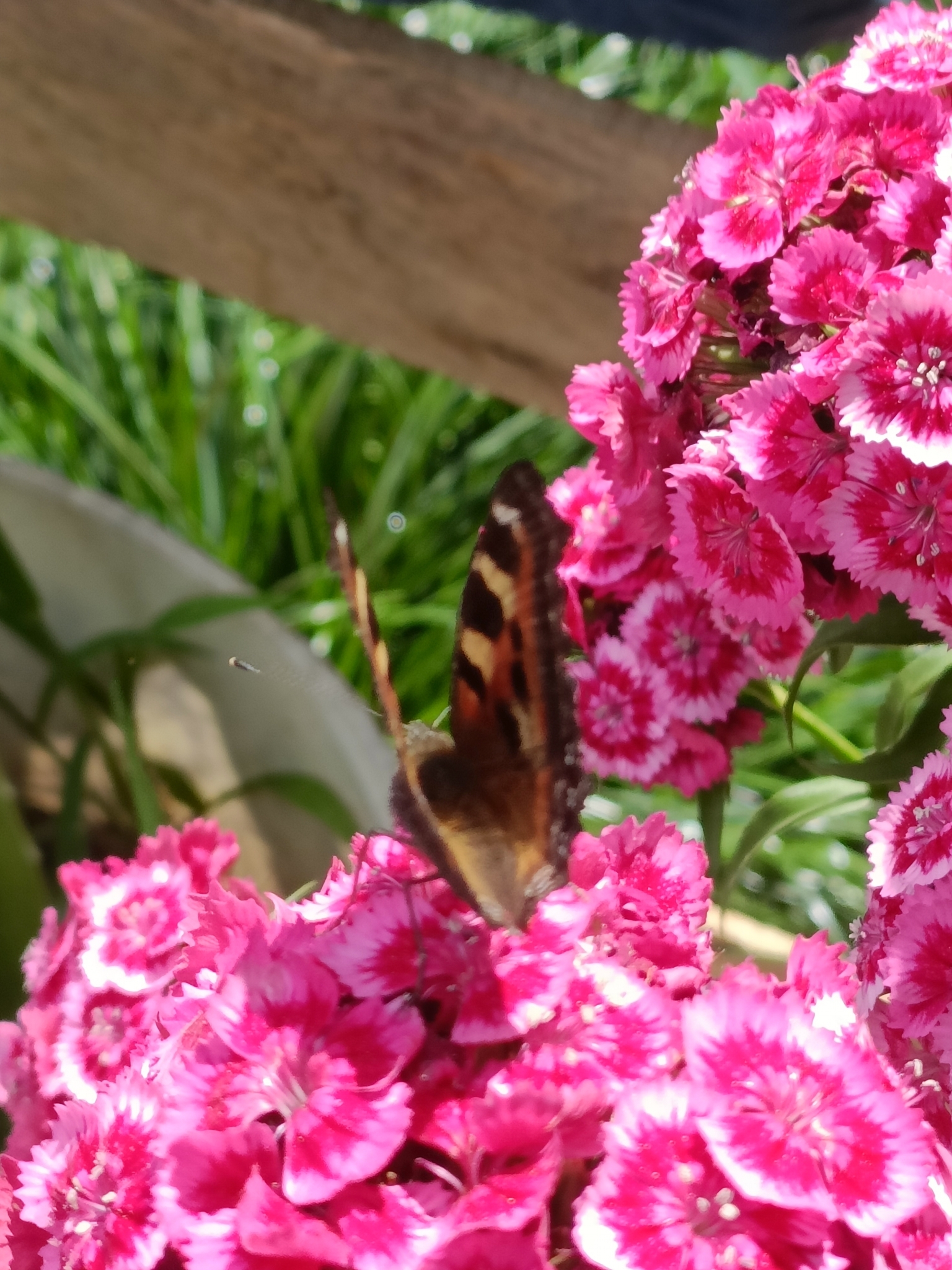 Indian Tortoiseshell