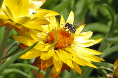 Pseudoanthidium repetitum