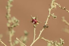 Hermannia minimifolia