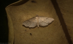 Addaea subtessellata