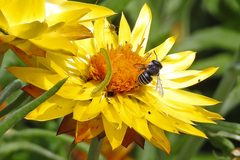 Pseudoanthidium repetitum