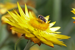 Pseudoanthidium repetitum