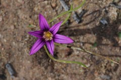 Romulea kamisensis
