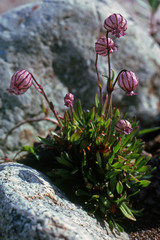 Silene uralensis