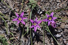 Romulea kamisensis