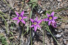 Romulea kamisensis