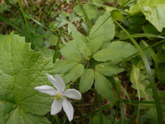 Anemonoides trifolia