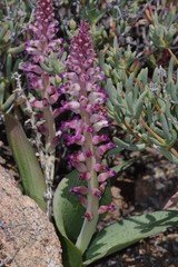 Lachenalia carnosa