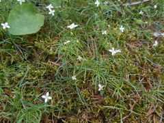 Moehringia muscosa