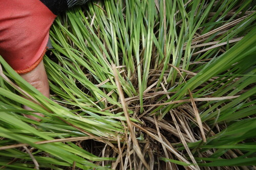 Image of Carex cespitosa by (c) Aleksei Baushev, some rights reserved (CC BY)