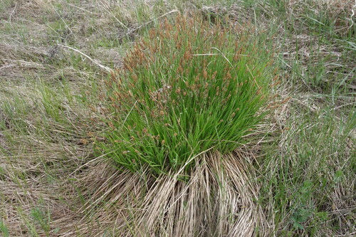Image of Carex cespitosa by (c) Aleksei Baushev, some rights reserved (CC BY)