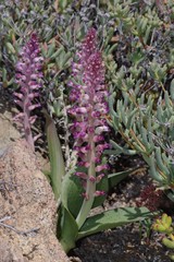 Lachenalia carnosa
