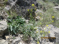 Brassica elongata pinnatifida
