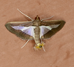 Diaphania infimalis