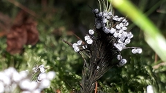 Didymium melanospermum