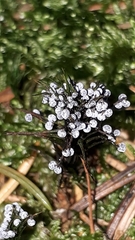 Didymium melanospermum