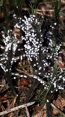 Didymium melanospermum