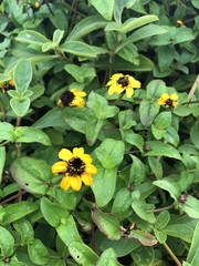 Zinniinae