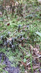 Didymium melanospermum